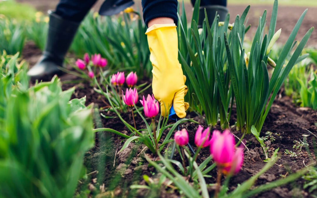 Gartenarbeiten und duftende Pflanzen im März
