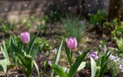 Gartenarbeiten im April