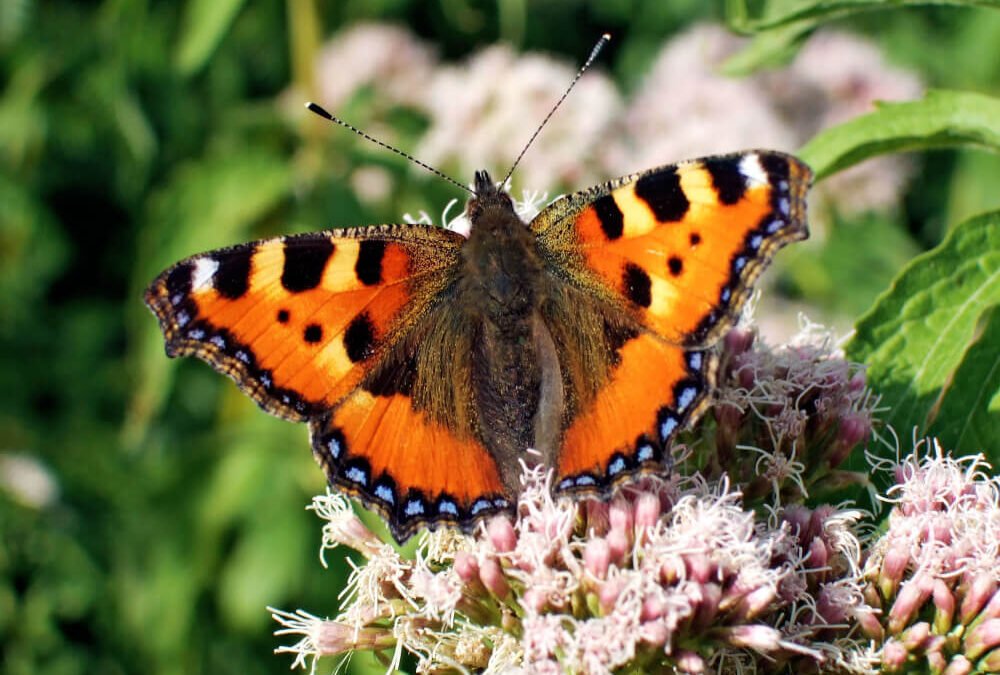 Wie lockt man Schmetterlinge in den Garten?