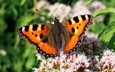 Wie lockt man Schmetterlinge in den Garten?