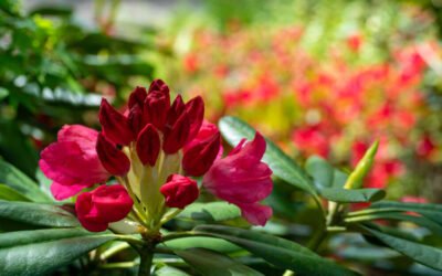 Rhododendren im Garten