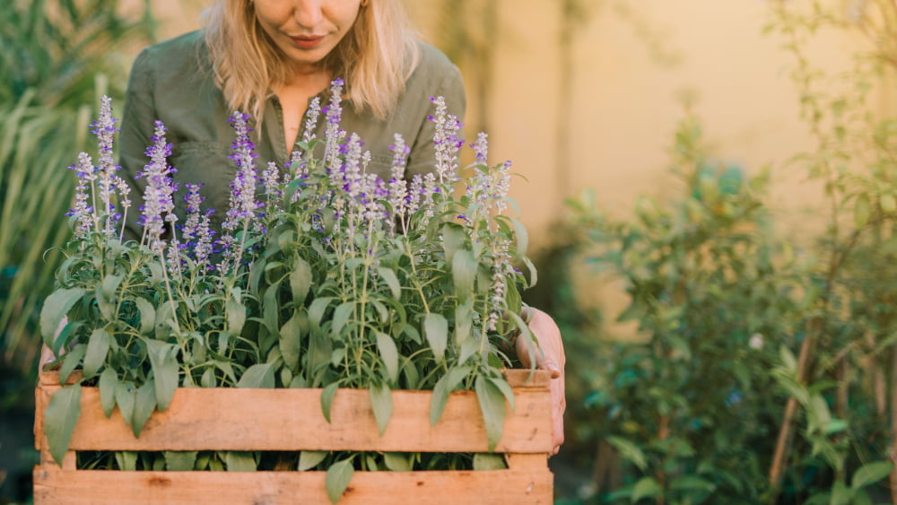 Duftender Garten – die besten automatischen Pflanzen, die im März eingepflanzt werden können