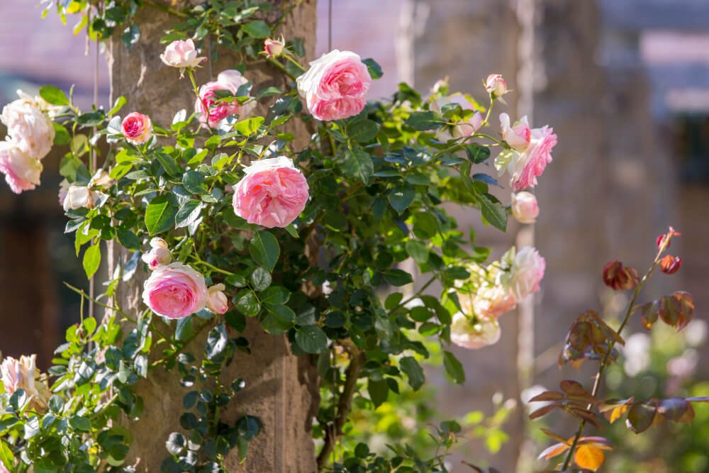 Rosen im Garten – alles, was Sie wissen müssen