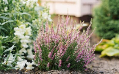 Heide im Garten – Wie man eine schöne Heidefläche anlegt und pflegt