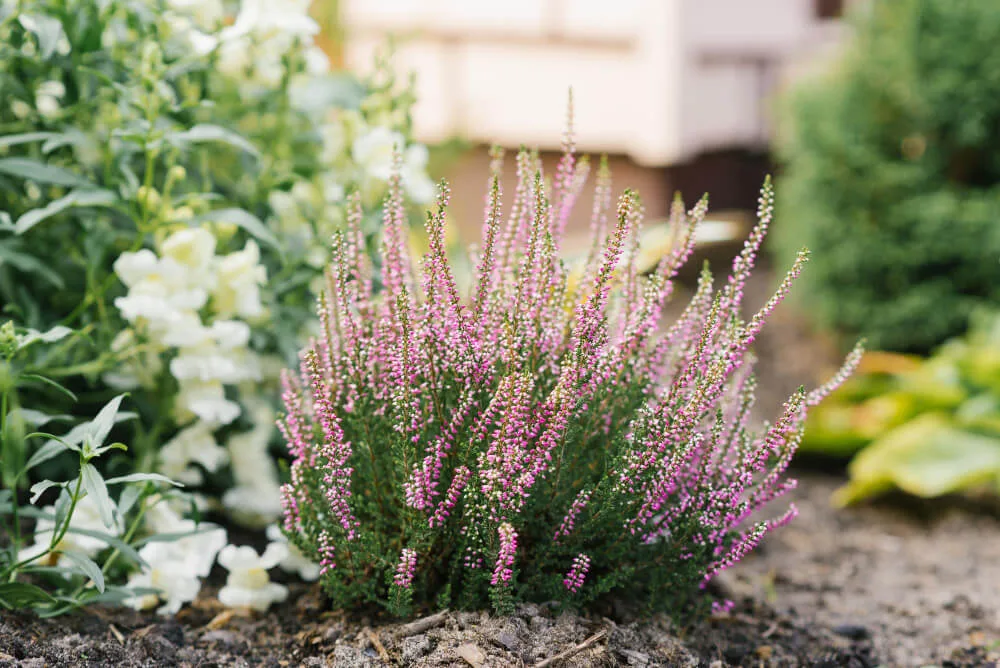 Heide im Garten – Wie man eine schöne Heidefläche anlegt und pflegt