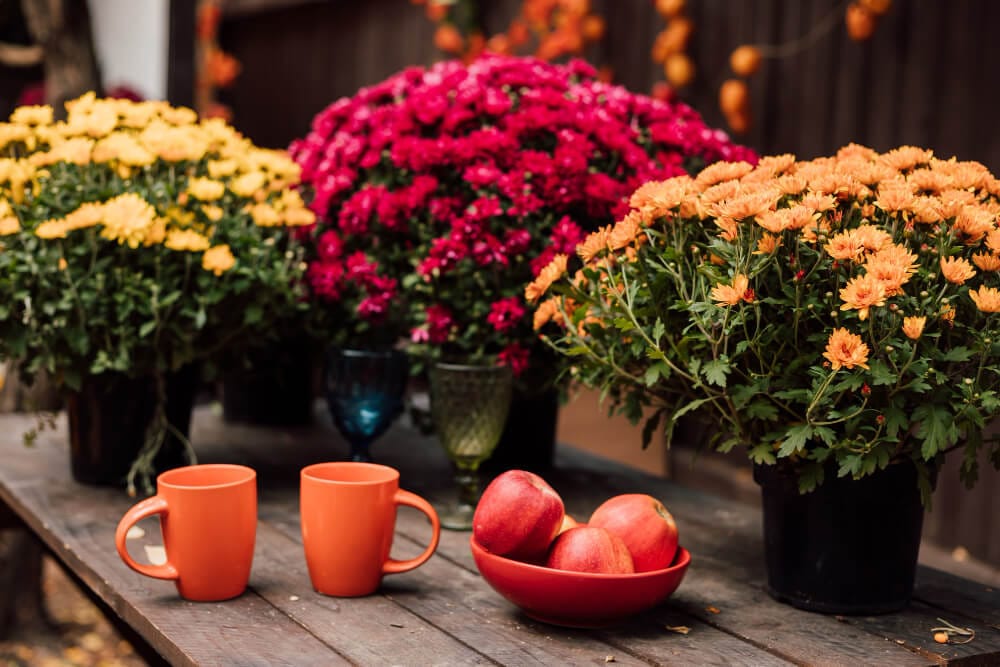 Pflanzen für die Terrasse und den Balkon, die Herbst und Winter überstehen