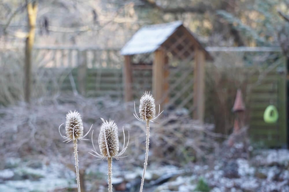 Dezember im Garten – welche Gartenarbeiten sollte man erledigen?