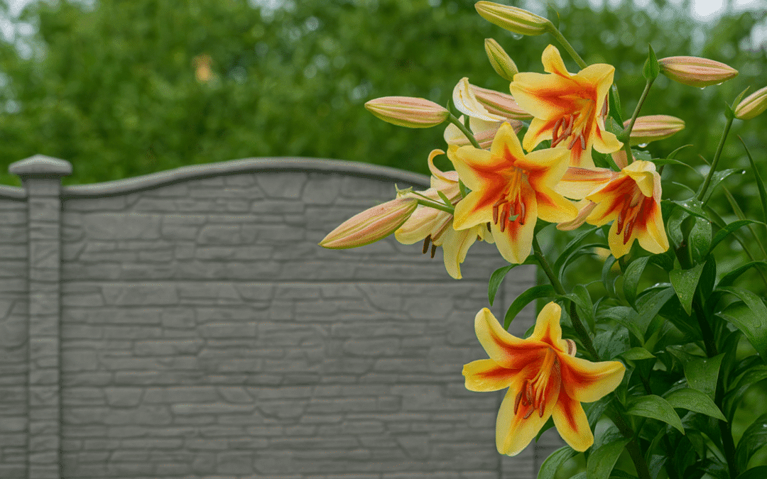 Lilien im modernen Garten